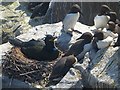NU2135 : Shag on nest and guillemots, Inner Farne by Robin Drayton