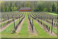 TQ0247 : Chilworth Manor vineyard by Alan Hunt