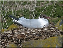 NU2135 : Black-headed gull on nest, Inner Farne by Robin Drayton