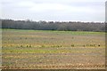 Flat farmland by Ashford Rd