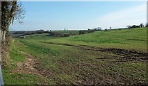 ST7158 : Field by White Ox Mead Lane by Derek Harper