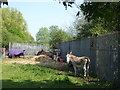 SJ3896 : Four donkeys in Fazakerley by Eirian Evans