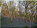 Bluebells in Burgh Wood