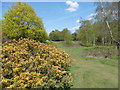 Gorse on Monken Hadley Common