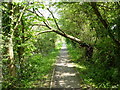 Footpath by the Royal Military Canal, Hythe