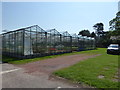 Glasshouses, Follyfield Nursery