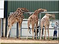 Feeding time for the giraffes