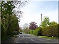 Hedges by B4209 on edge of Hanley Swan