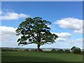 Tree in Graves Park