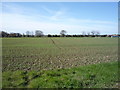 Young crop field south of Low Road