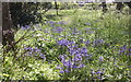 Bluebells at Flookersbrook