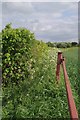 Farm Gate & Field Maple