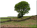 Tree and walls near Perthgelyn