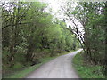 Forestry track above Abercwmboi