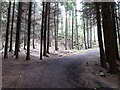 Bend in the Bohill Wood track