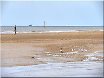 SJ3097 : Another Place, Crosby Beach by David Dixon