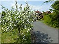 SO8642 : Apple tree in blossom  by Philip Halling
