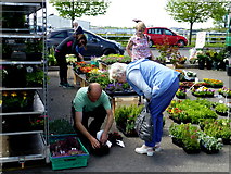 H4374 : Picking plants, Omagh Variety Market by Kenneth  Allen