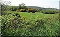 Grazing land on the south side of New Line Road