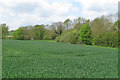 TL8039 : Arable field near Nether Hall, Gestingthorpe by Roger Jones
