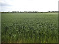 Crop field by Long Lane, Cookham