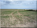 Coastal crop field, Sidestrand