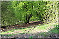 Wooded hillside behind New Houses, Pantygasseg