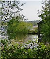 A corner of Frensham Little Pond