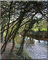 Blackthorn thicket by the River Sowe near Westmorland Road, Coventry