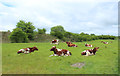 Cattle at Kibbleston