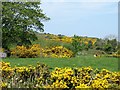 Whins on the north side of Tannaghmore Road