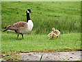 SD7807 : Goose and Goslings by David Dixon