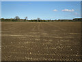 Field near Dairy Farm