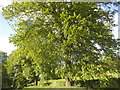 Trees by Dean Lane, Cookham