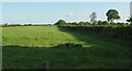 Field boundary near Bodley Bridge