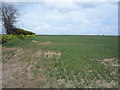 Young crop field and hedgerow 