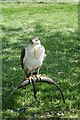 A Falcon at the Birds of Prey Centre