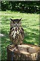 An Owl at the Birds of Prey Centre