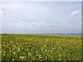 TQ8278 : Rapeseed Field, near Allhallows by Chris Whippet