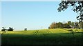 Field near Alder Croft