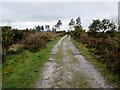 The Serpent Trail on Lavington Common