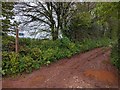 Bridleway heading for Cullompton