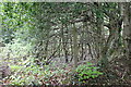 Hillside woodland, north of Cyncoed Farm