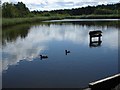 Black Pond in Esher Common