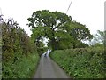 Road from Cobbaton to South Cobbaton