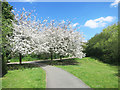 Cherry Trees by the Capital Ring