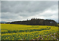 Oilseed rape crop towards woodland, Fishwick