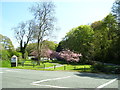 Old Mill trees in blossom, St Issells, Saundersfoot