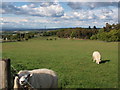 Bonnyton Moor grassland