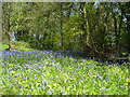 St Issells Church, Saundersfoot - bluebell bank